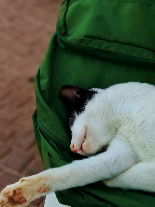 Free A black and white cat peacefully sleeps on a green backpack in an outdoor setting. Stock Photo