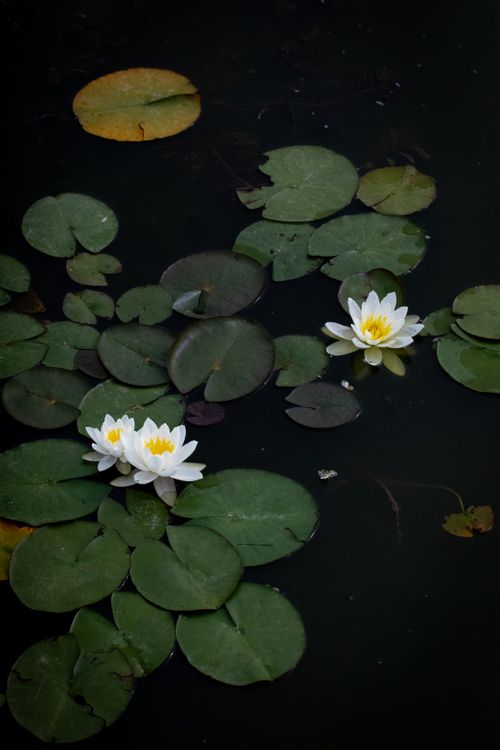 Free Peaceful scene of white water lilies on a dark pond surrounded by lily pads. Stock Photo
