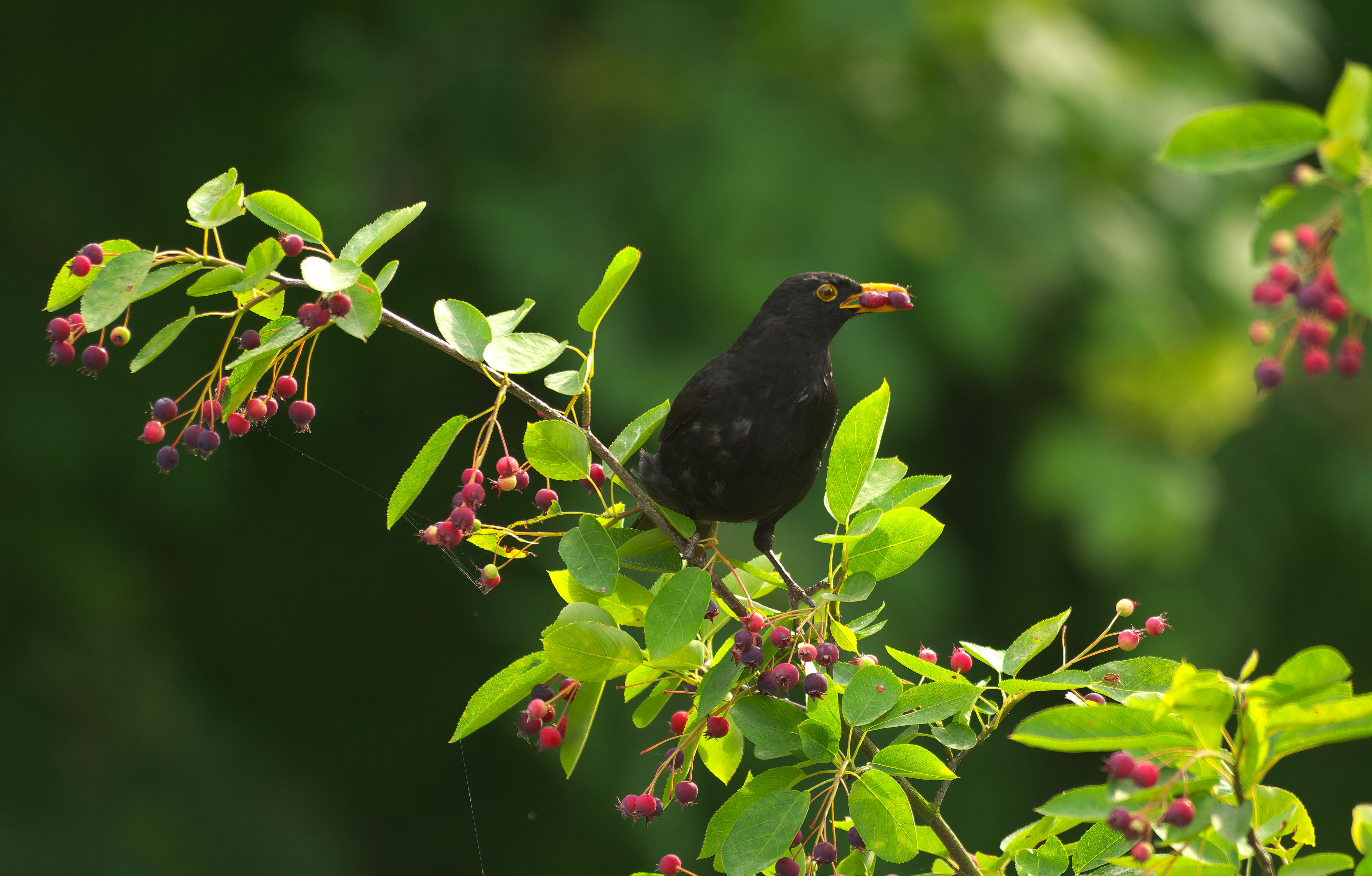 Blackbird eating serviceberries on a branch — service berry trees attract wildlife in Surrey BC