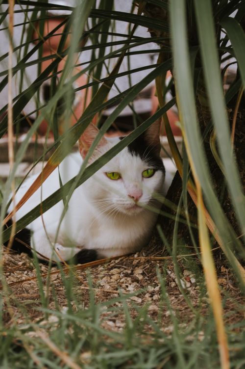 Free A white and black cat with green eyes rests quietly under palm-like leaves in a garden setting. Stock Photo