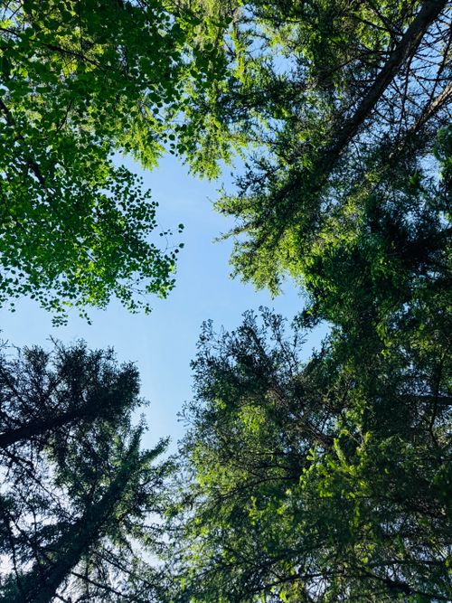 Free Looking up at a lush green forest canopy in Nuuksio, Finland, under a clear blue sky. Stock Photo