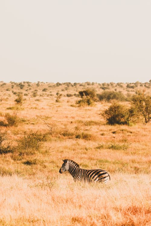 Free A zebra peacefully grazes in the golden grasslands of the African savanna under a clear sky. Stock Photo