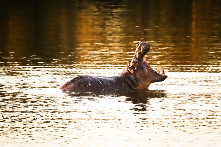 A majestic hippopotamus yawns in a sunlit river, capturing a serene wildlife moment.