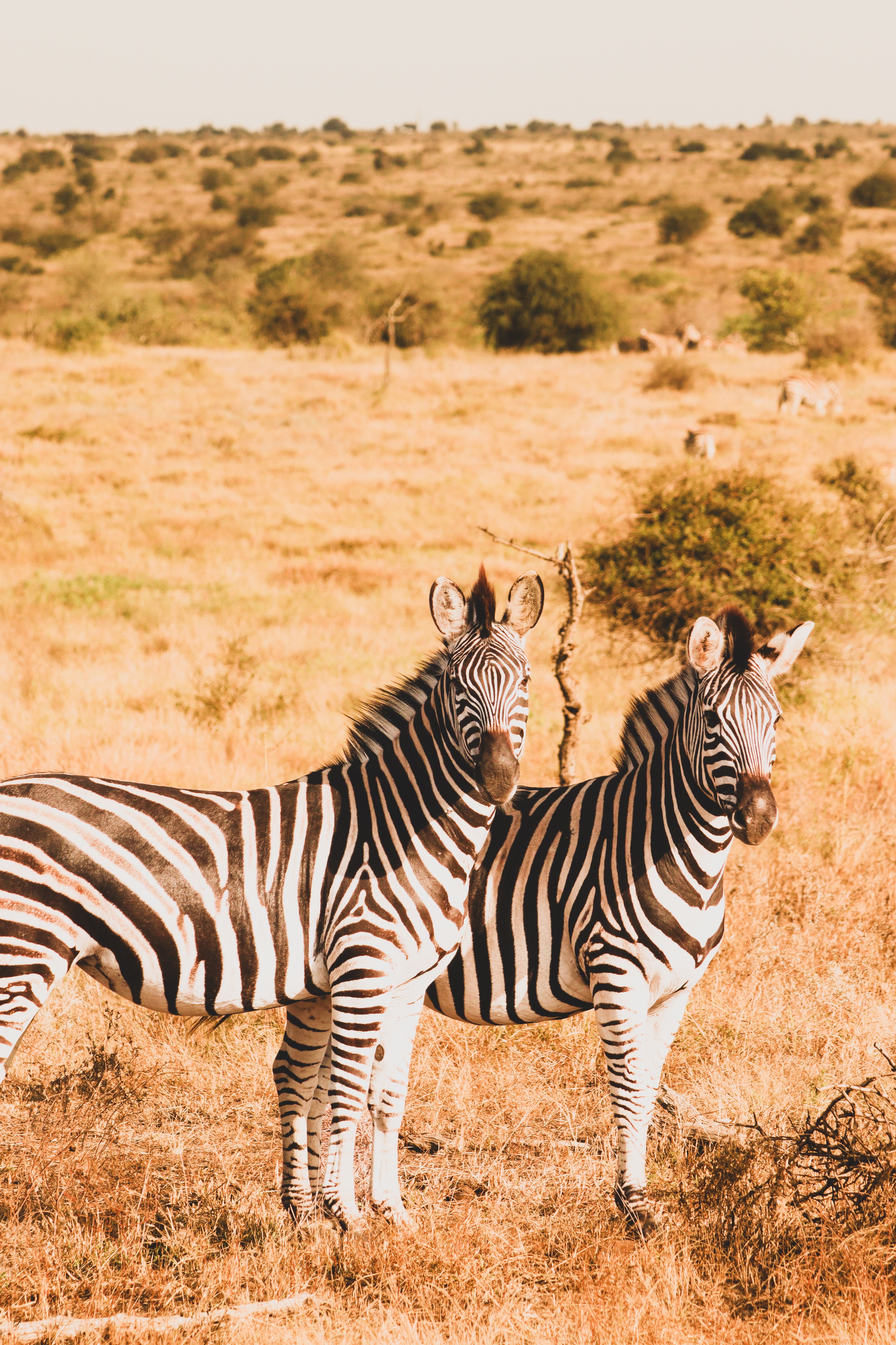 A pair of zebras standing in a golden African savannah under bright daylight.