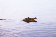 A crocodile swims in tranquil waters at sunset, creating a serene and wild atmosphere.