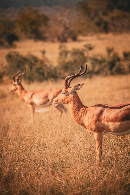Free Two majestic antelopes in a sunlit savanna, showcasing African wildlife beauty. Stock Photo