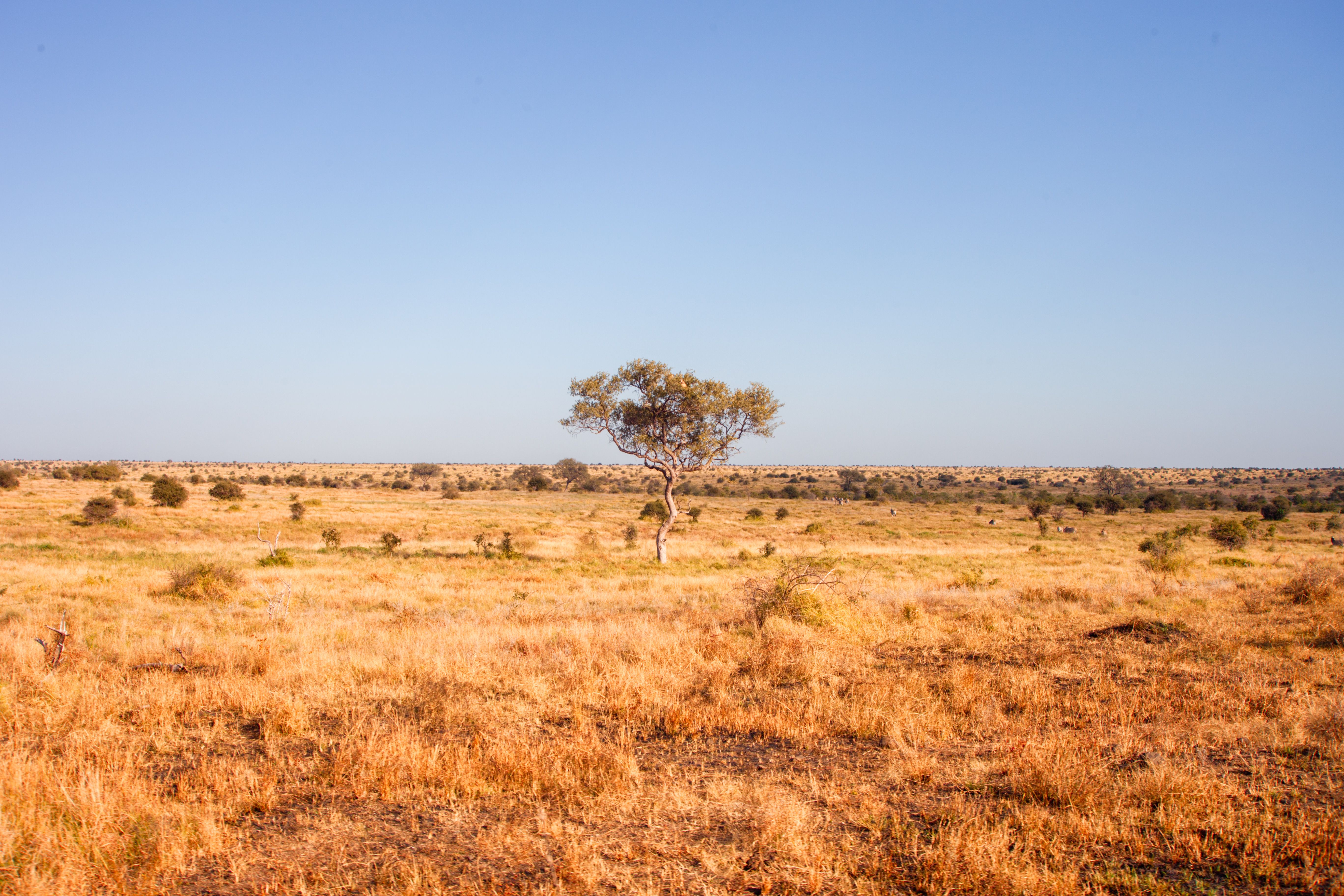 A lone tree standing in the vast, golden expanse of the African savannah under a clear blue sky.