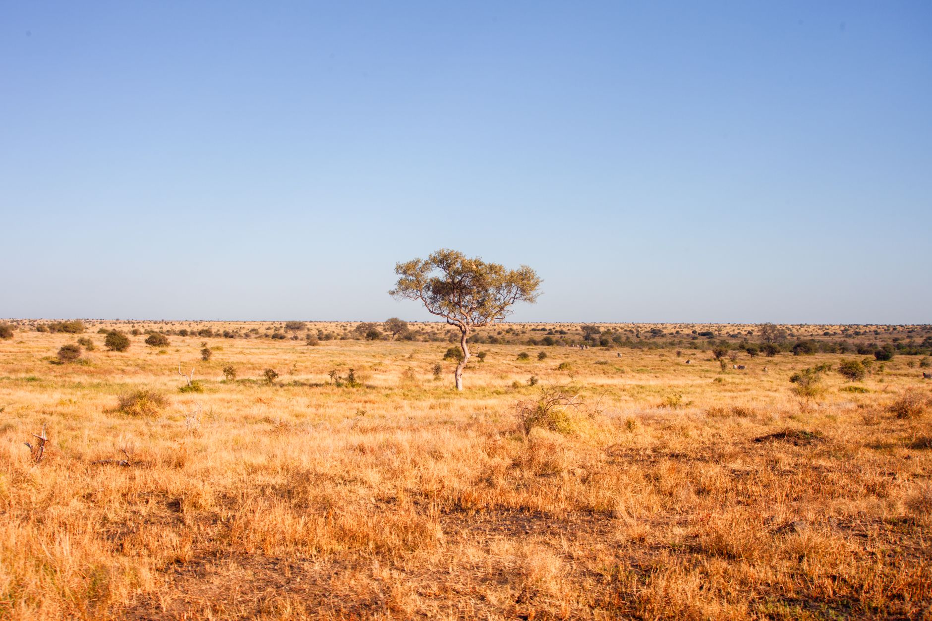 A lone tree standing in the vast, golden expanse of the African savannah under a clear blue sky.