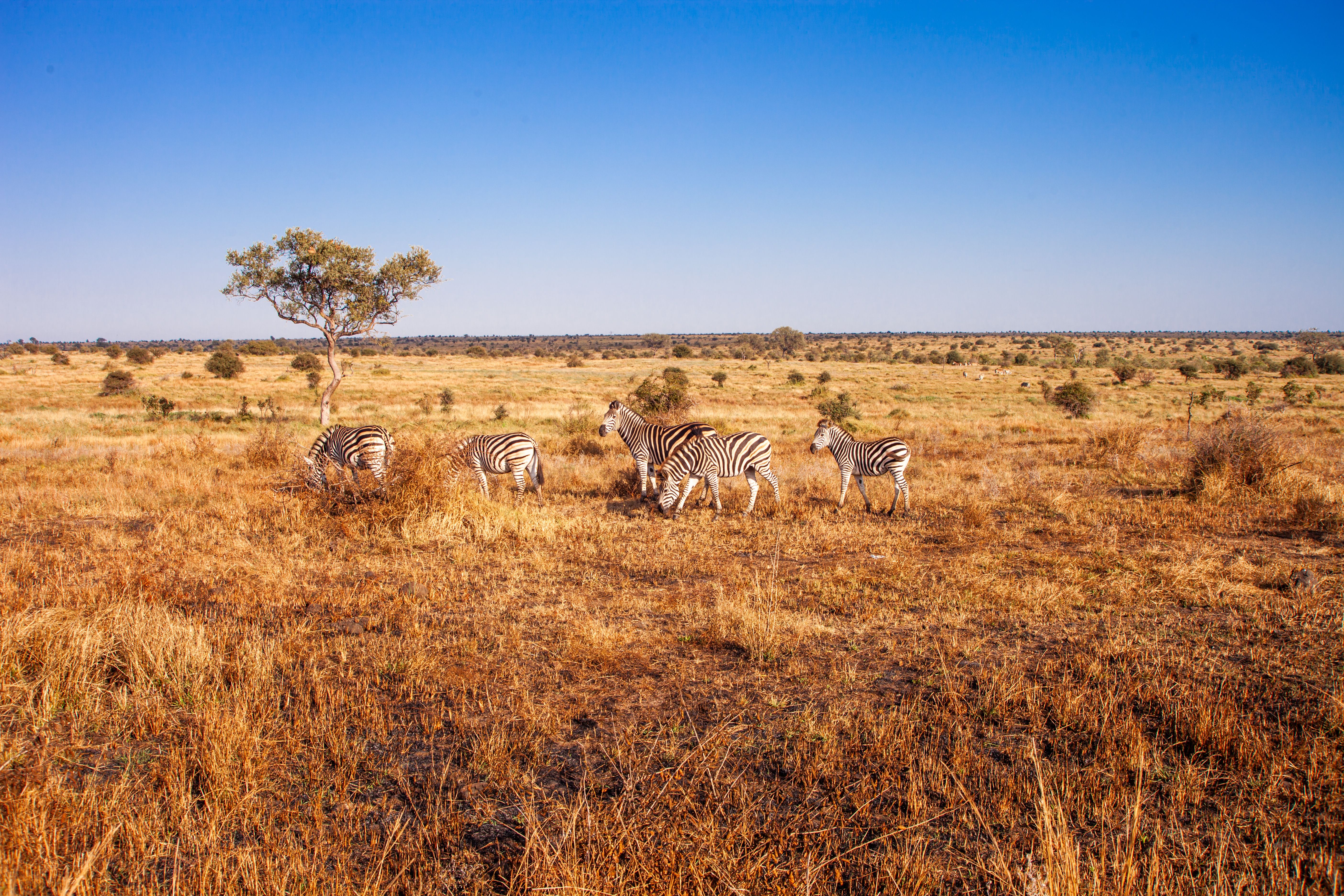 migration of Zebras
