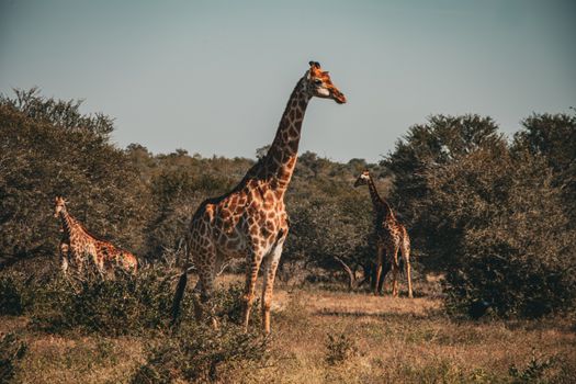 Three giraffes stand amidst African savanna landscape, showcasing wildlife in natural habitat.