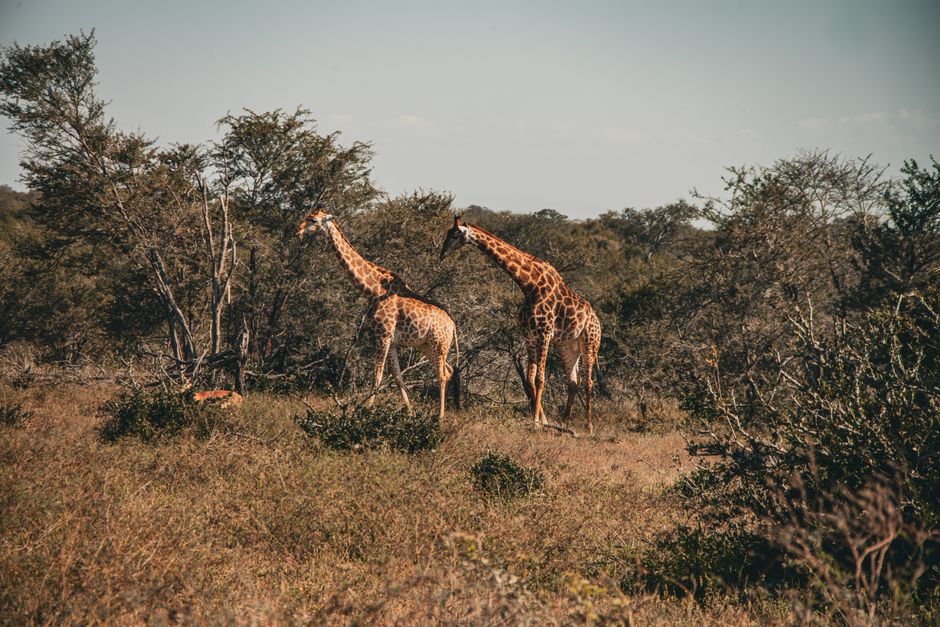 Outstanding Cape Town Full Day Wine Expedition Tour Review: An Unforgettable Journey Through South Africa's Premier Wine Country Review 2026 - Giraffes roam the wild African savannah, surrounded by trees and dry grass.