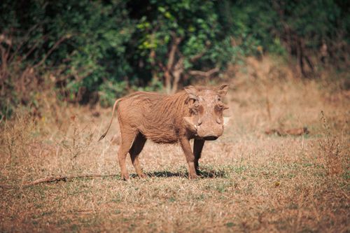 Free A warthog stands in an open field in the African savannah, showcasing its natural habitat. Stock Photo