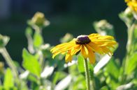 Detailed view of a blooming black-eyed Susan flower with vibrant yellow petals.