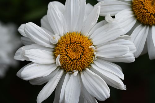 Free Stunning macro photograph of white daisies showcasing intricate yellow centers against a dark background. Stock Photo
