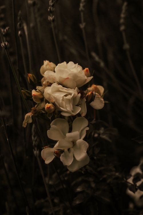 Free Artistic close-up of white flowers with dark, moody lighting, perfect for contemplative themes. Stock Photo