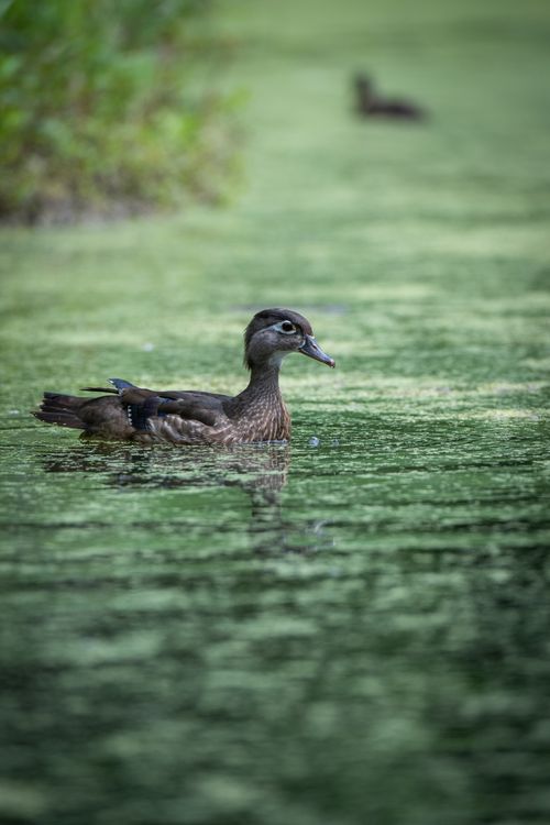 Free A serene image of a wood duck gliding on a tranquil green pond reflecting peaceful nature. Stock Photo