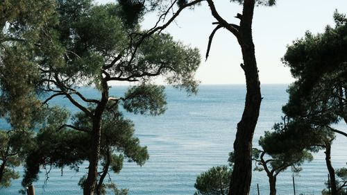 Free Tranquil scene of a blue sea viewed through a frame of pine trees. Stock Photo
