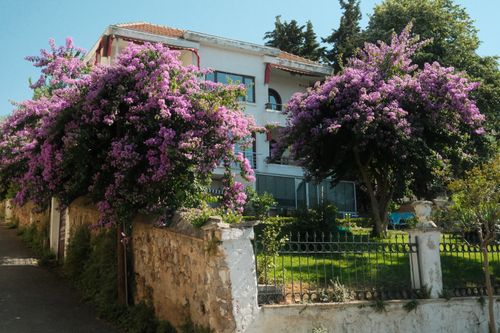 Free A picturesque house with vibrant purple flowers in full bloom on a sunny day. Stock Photo