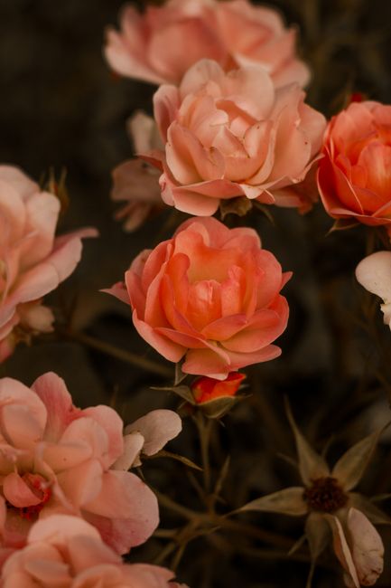 Beautiful orange roses in soft, romantic lighting, perfect for a nature-themed project.