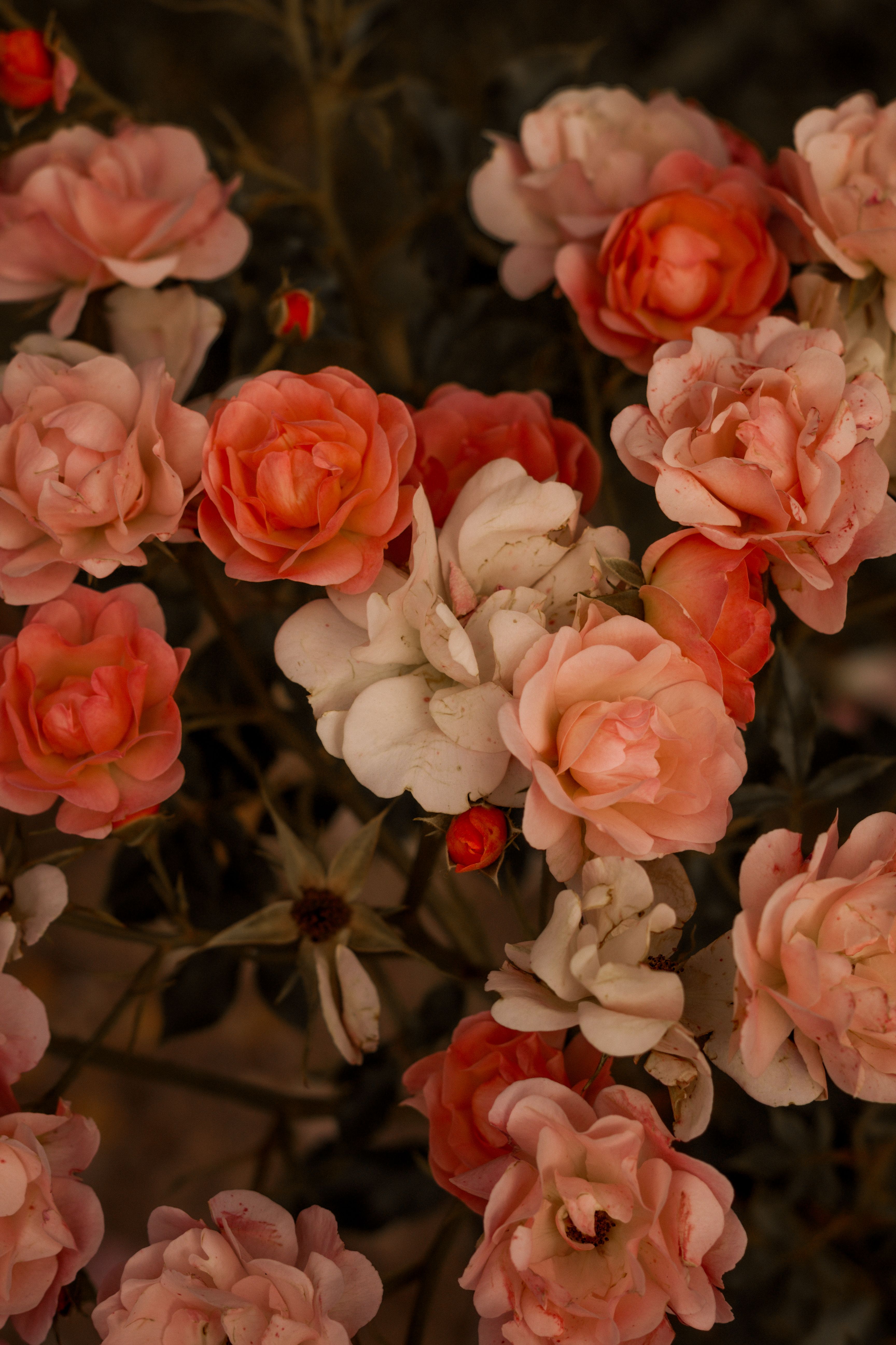[ColoSach]-close-up-of-pink-and-white-roses-showcasing-their-natural-beauty-in-a-garden-setting.
