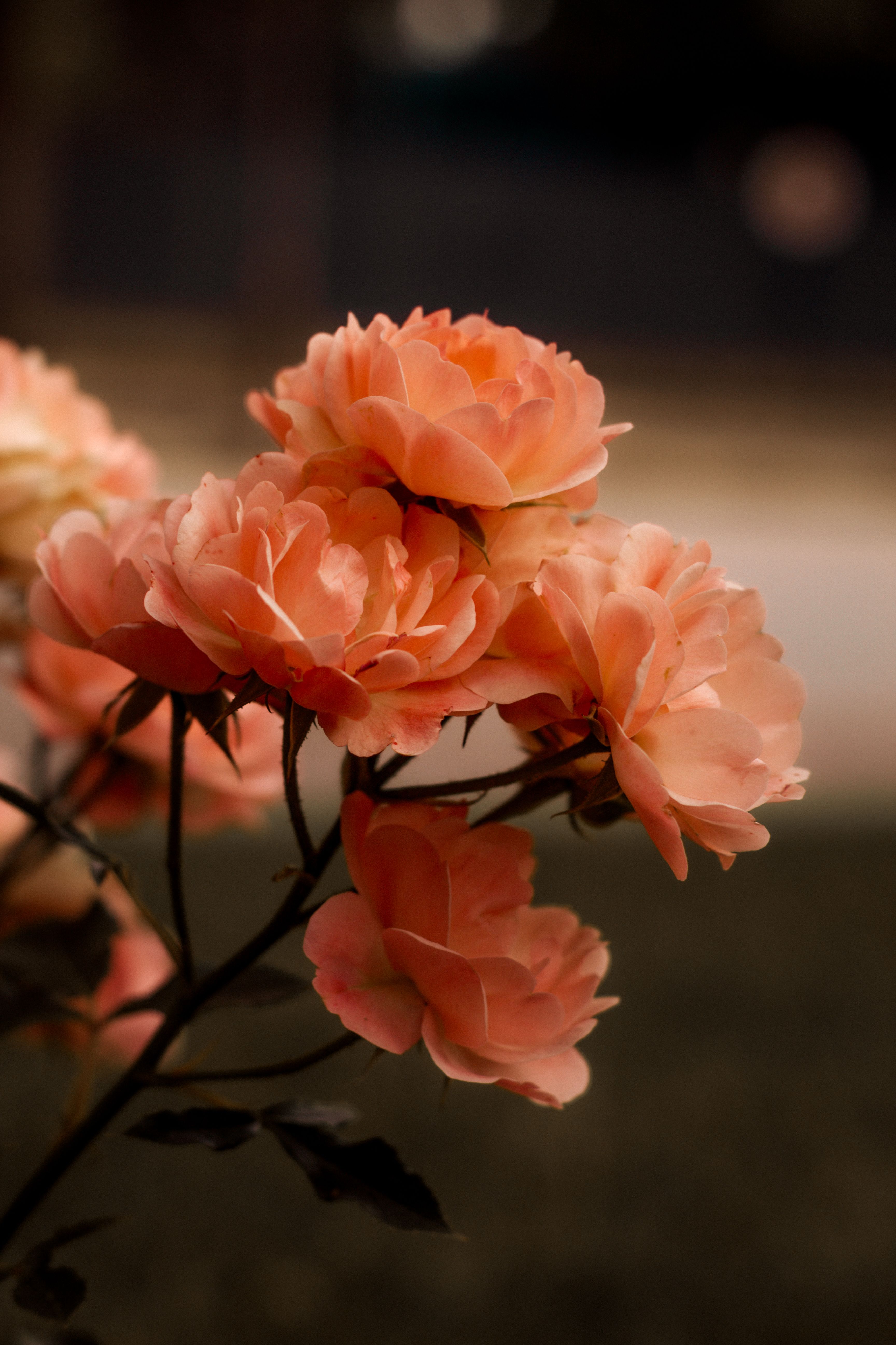 [ColoSach]-close-up-of-beautiful-coral-roses-captured-in-soft,-warm-lighting,-showcasing-delicate-petals-and-natural-beauty.