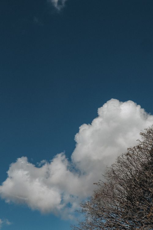 Free Blue sky with fluffy clouds contrasting bare tree branches, embodying nature's simplicity. Stock Photo