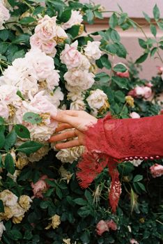 An elegant hand in a red lace sleeve gently touches roses in a Berlin garden.