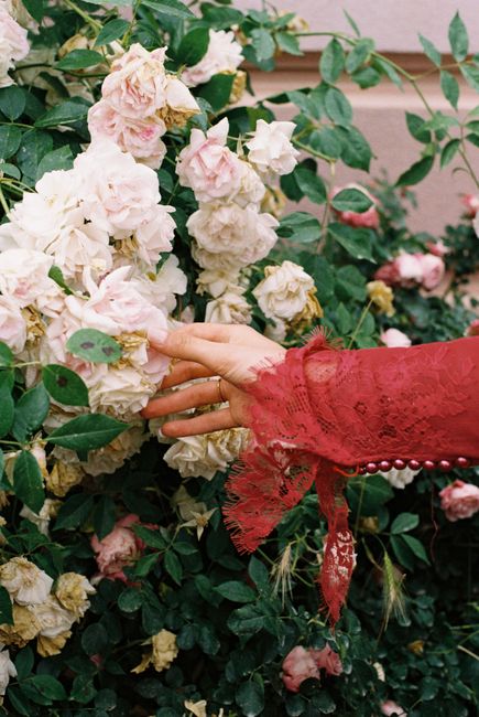 An elegant hand in a red lace sleeve gently touches roses in a Berlin garden.