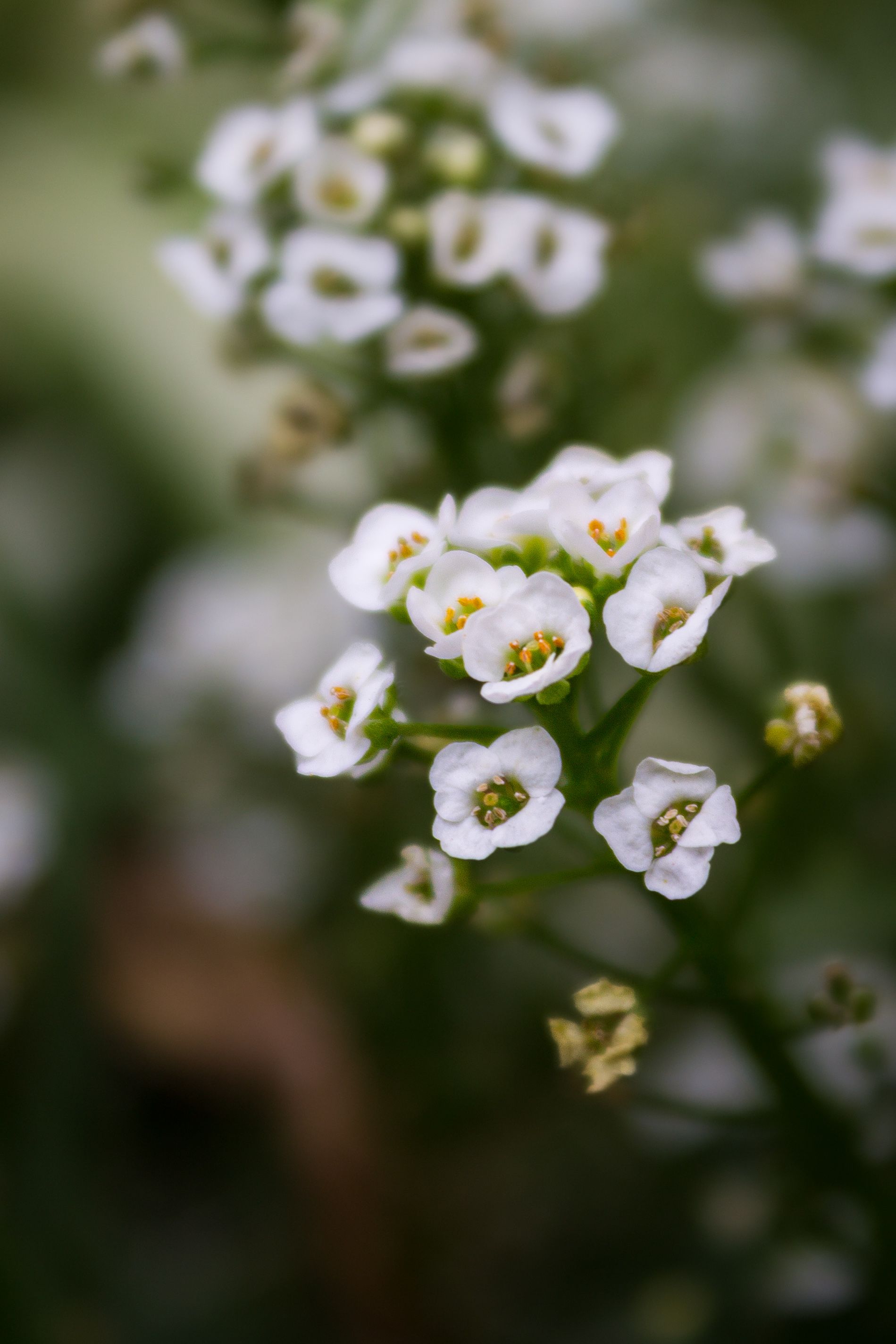 Alyssum Seeds