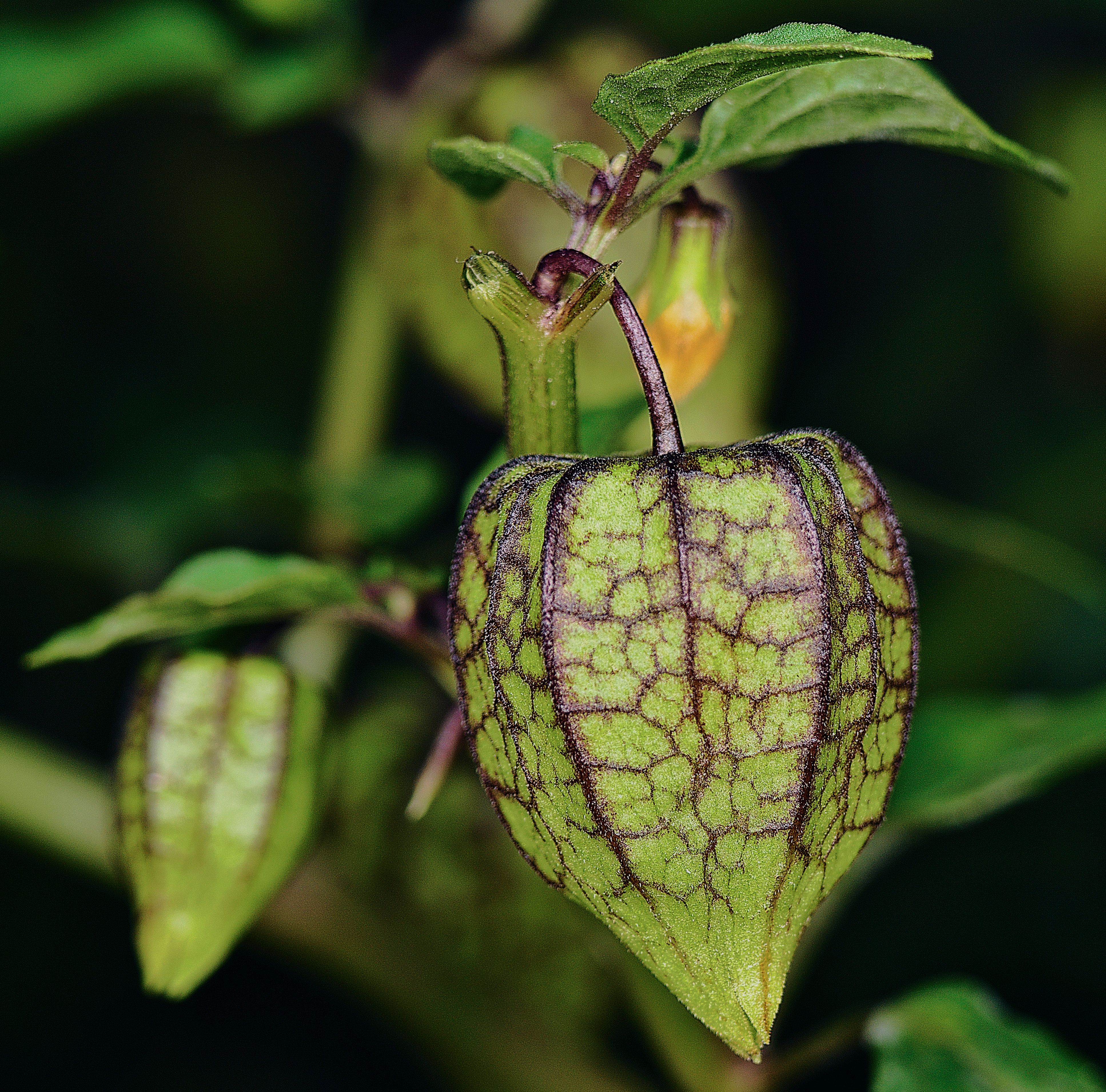 Lampionplanten omringd door kleurrijke herfstbladeren.