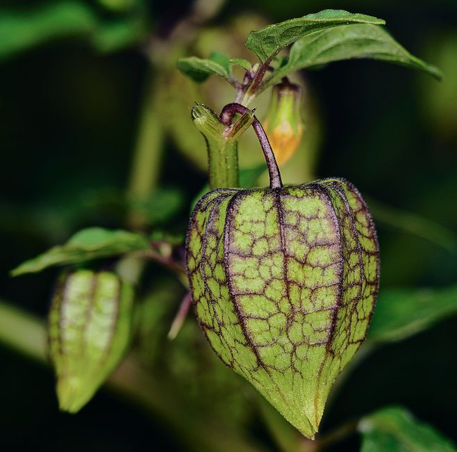 Lampionplanten omringd door kleurrijke herfstbladeren. Lampionplanten omringd door kleurrijke herfstbladeren.
