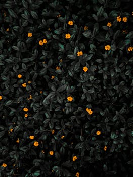 明亮的橙色花朵在深绿色的叶子上绽放，形成引人注目的自然图案