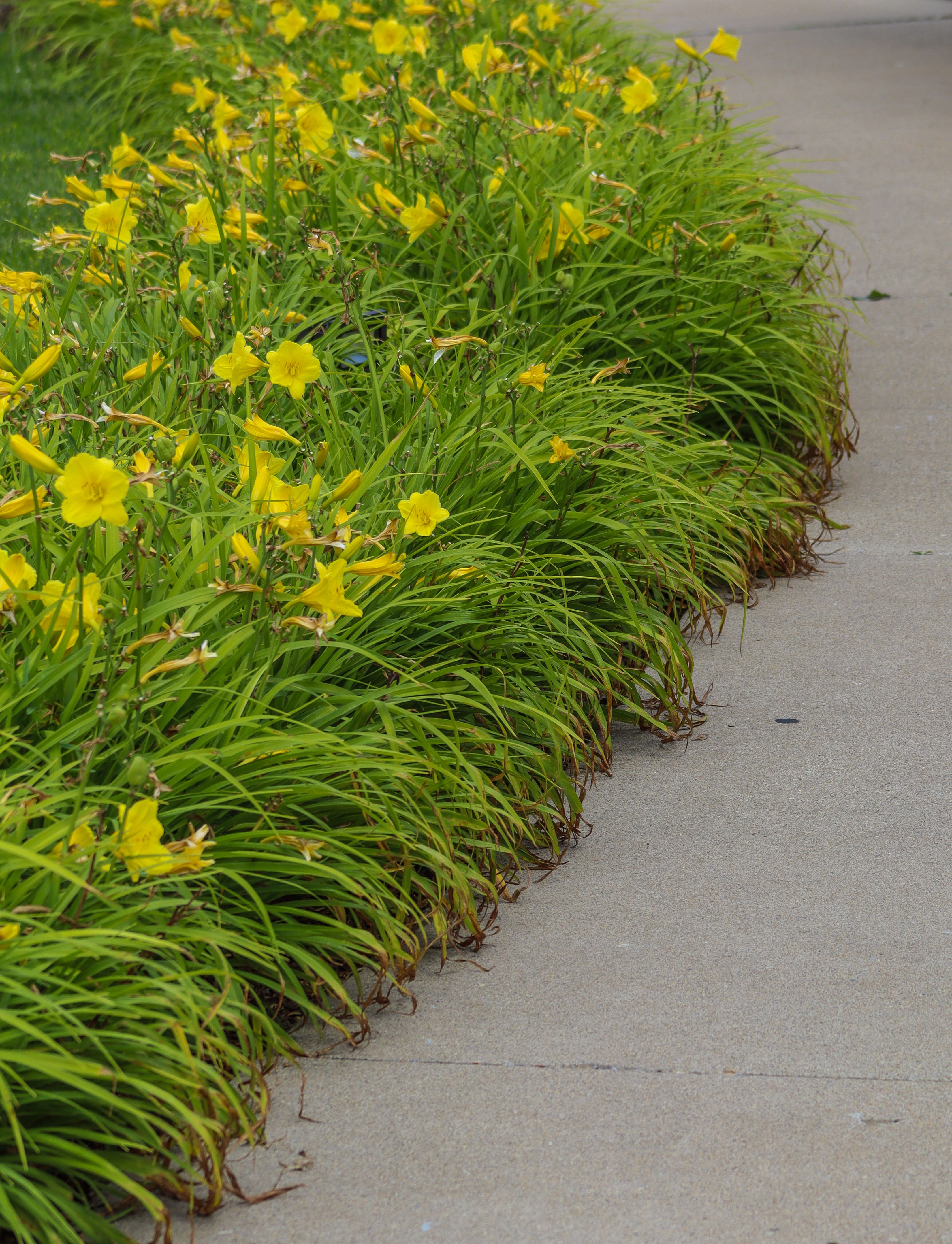 Bright yellow daylilies in full bloom lining a concrete pathway, evoking a summer freshness.