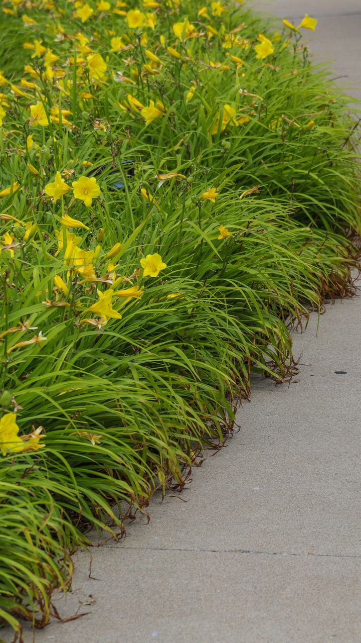 Plant Soft Flowering Borders