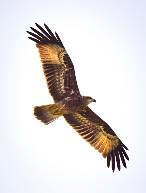 Free A captivating shot of a Black Kite (Milvus migrans) in flight against a bright sky. Stock Photo