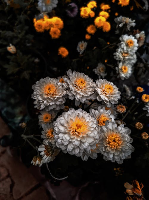 Flores Blancas Y Amarillas En Lente De Cambio De Inclinación