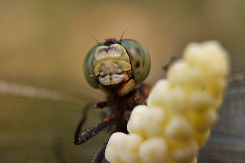 Free Detailed macro shot of a dragonfly perched on a yellow flower in Indonesia, showcasing vibrant colors and textures. Stock Photo