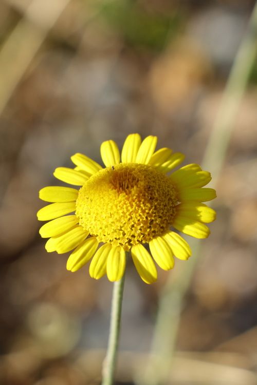 Free Stunning close-up of a yellow daisy flower with a blurred background. Perfect for nature themes. Stock Photo