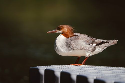 Free A common merganser bird with striking plumage sits gracefully on a dock against a blurred nature background. Stock Photo