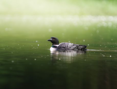 A solitary common loon swimming gracefully on a tranquil lake surrounded by lush greenery.