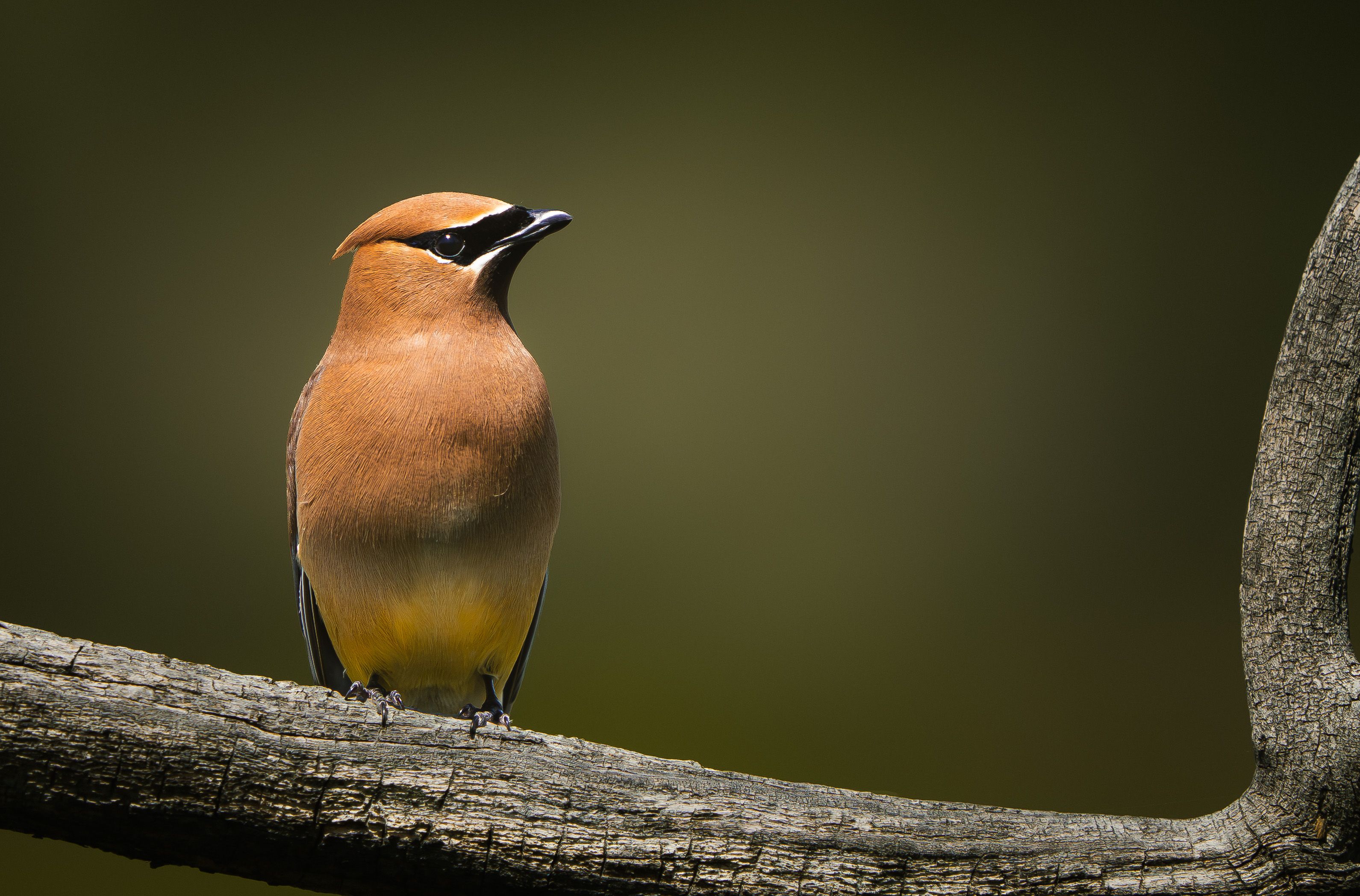 Close-up of a Cedar Waxwing bird perched on a tree branch against a blurred background.