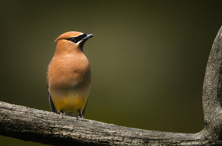 Close-up of a Cedar Waxwing bird perched on a tree branch against a blurred background.