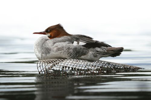 Free A common merganser rests peacefully on a wire structure over calm water. Stock Photo
