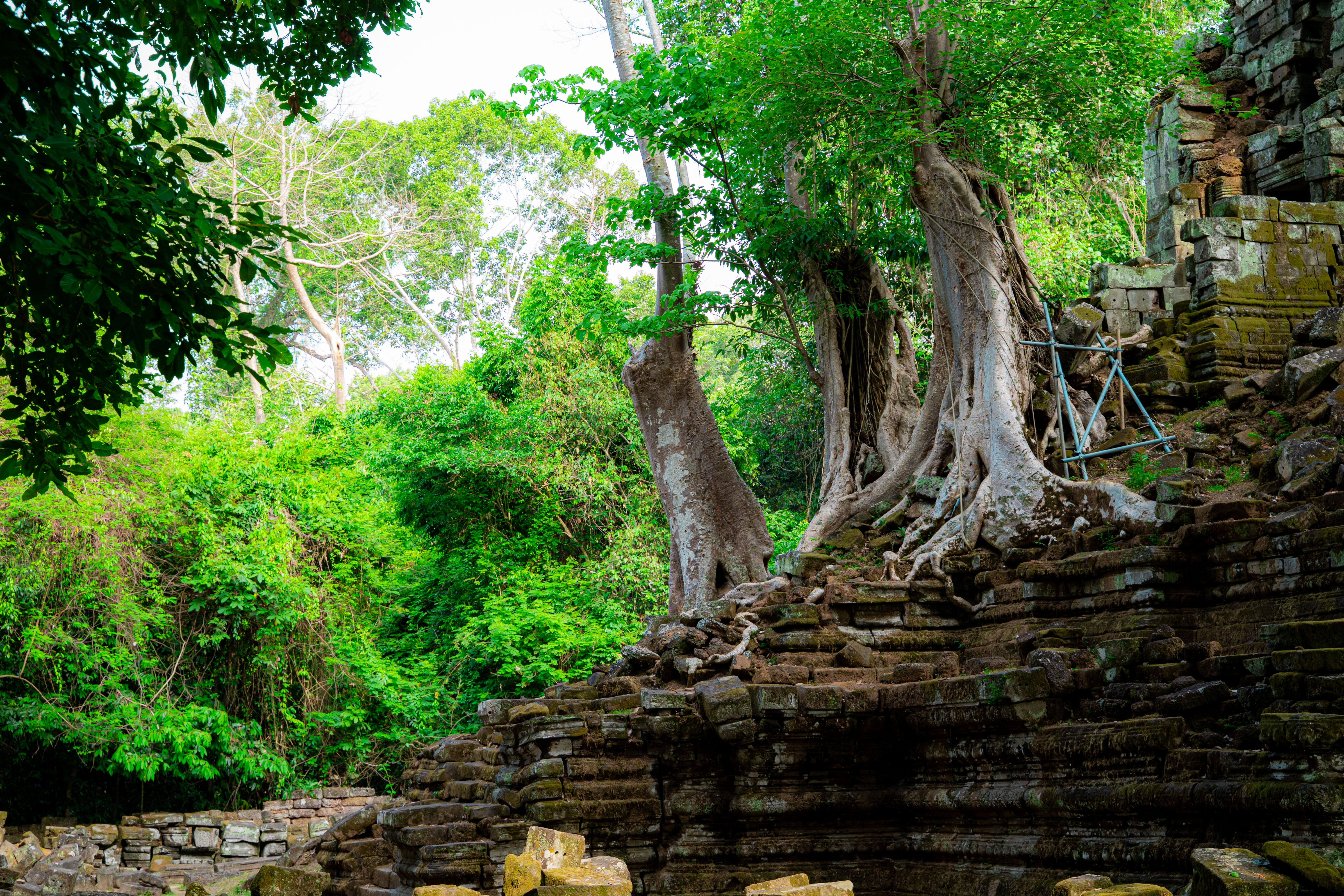 Foto: Saran Pa / Pexels