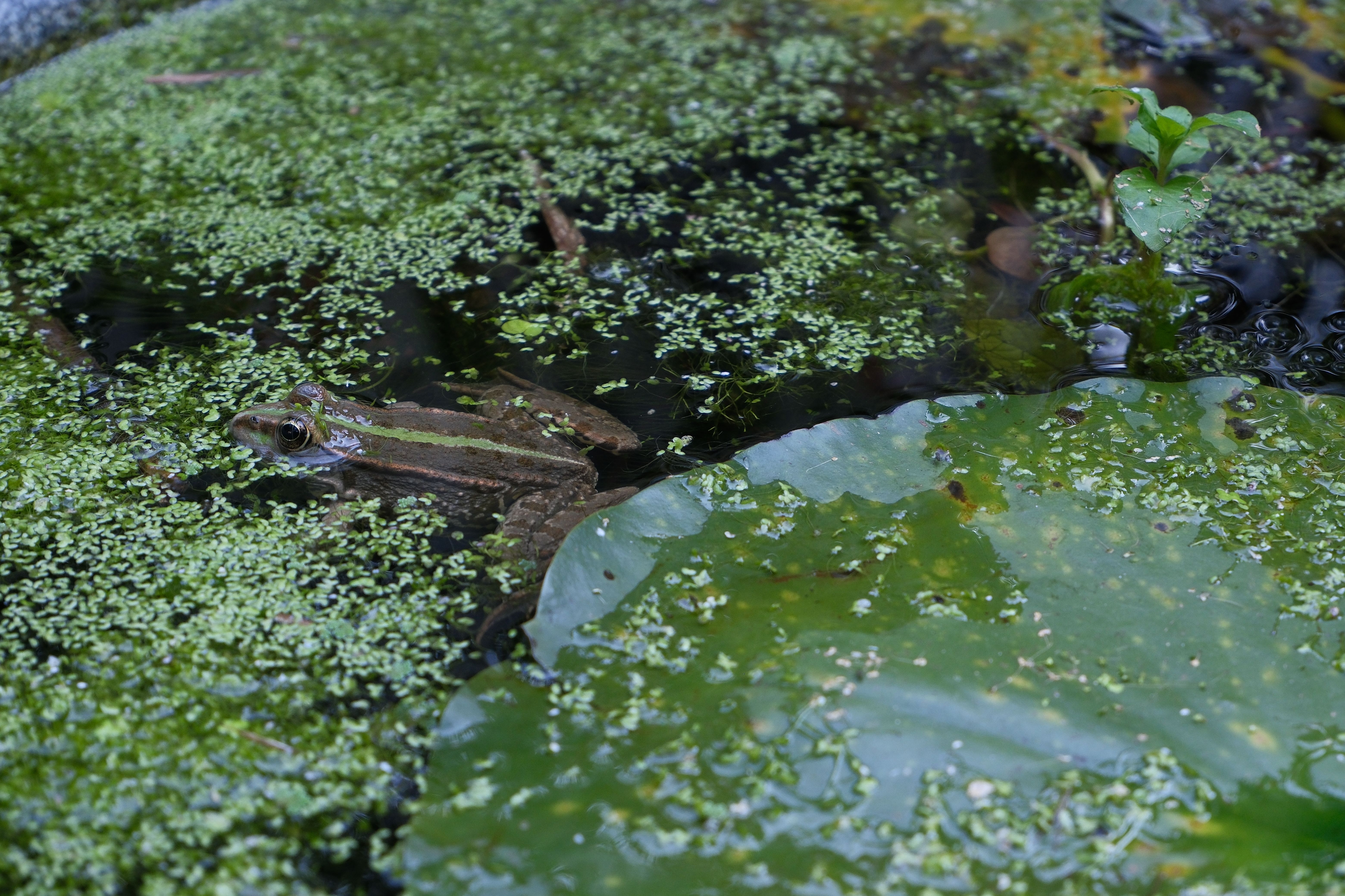 i get my pond