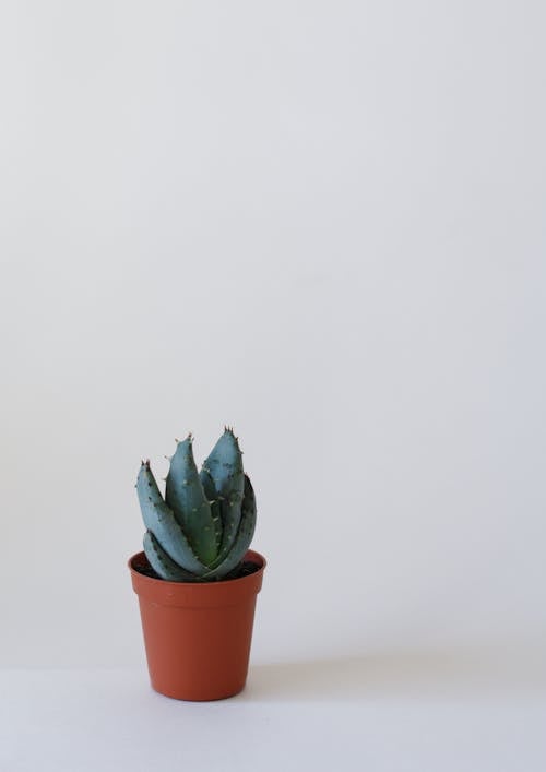 Free Green Succulent Plant on Brown Pot Stock Photo
