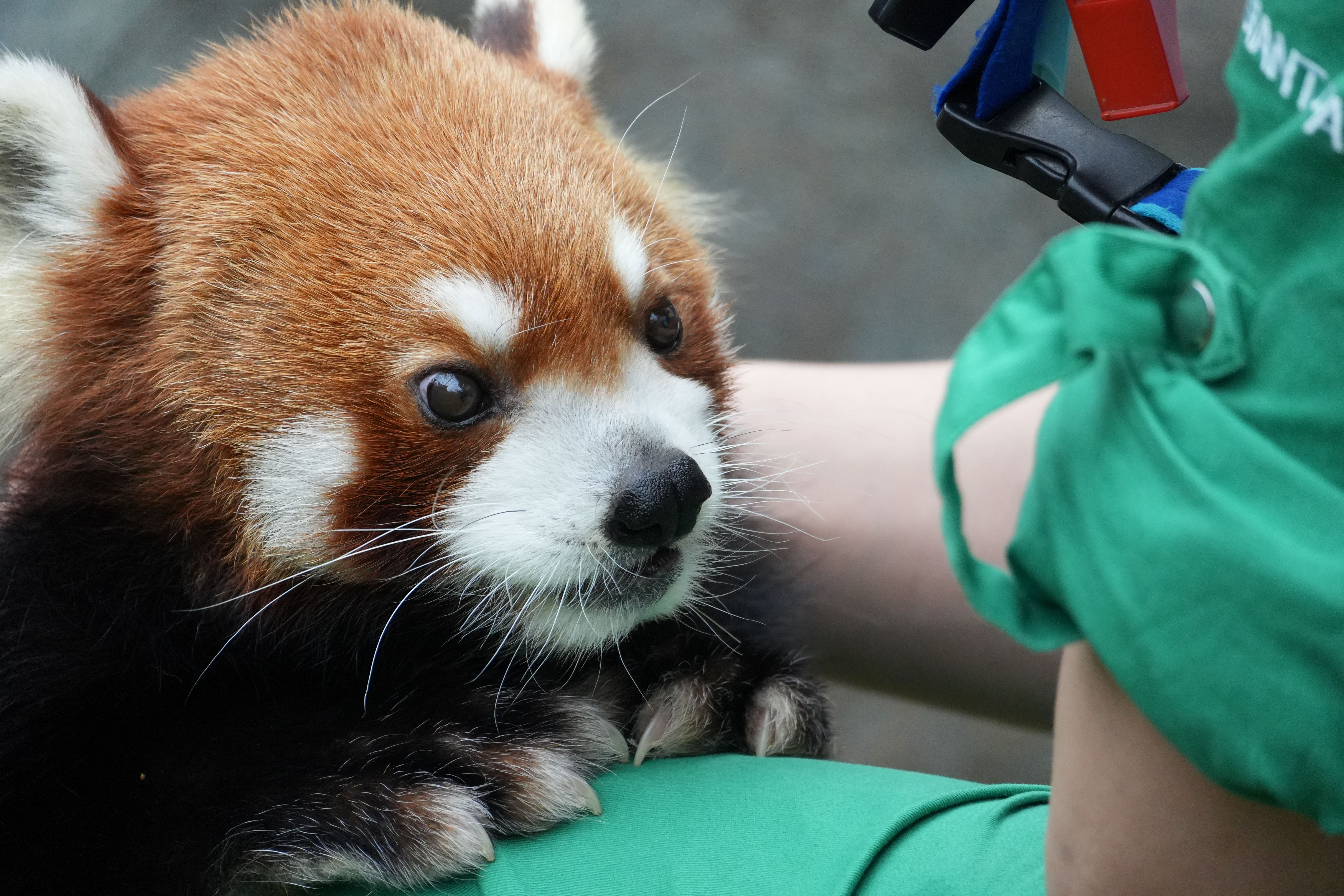 Veterinarian for a Day