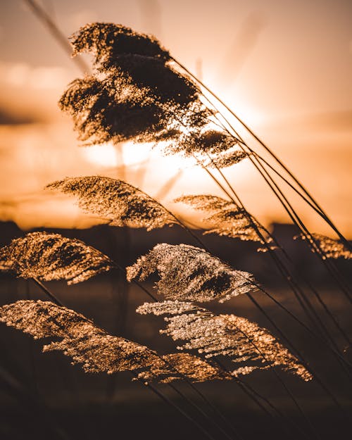 Kostenloses Stock Foto zu bewegung, blick auf den sonnenuntergang, farbe