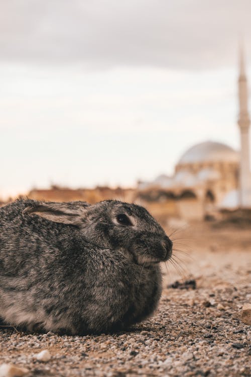 Rabbit On Brown Sand