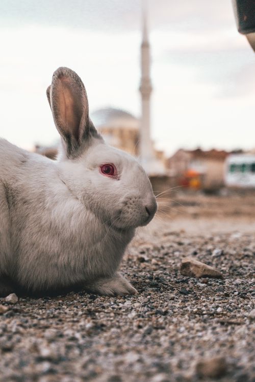 Free Side view of cute fluffy rabbit with red eyes sitting on ground in town Stock Photo